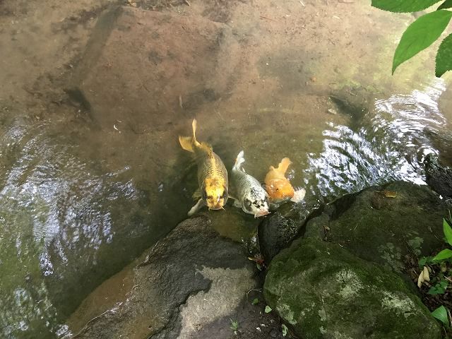 f:id:mistysonata:20181201174725j:plain f:id:mistysonata:20181201174725j:plain