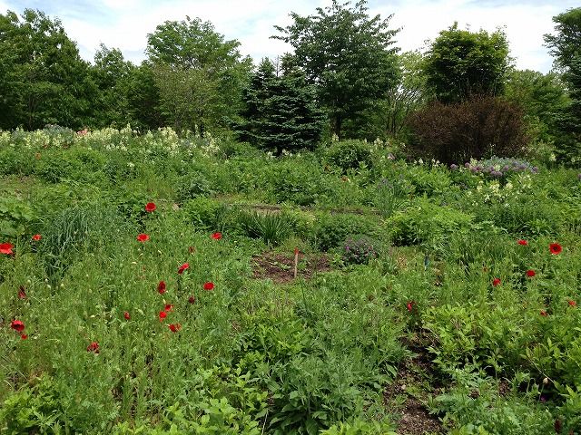 f:id:mistysonata:20181204205142j:plain