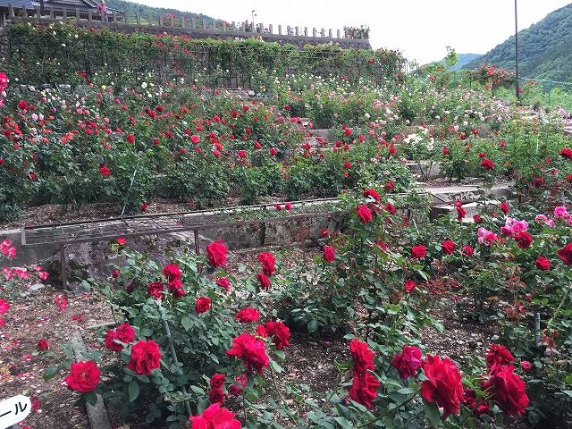 f:id:mistysonata:20181225184521j:plain