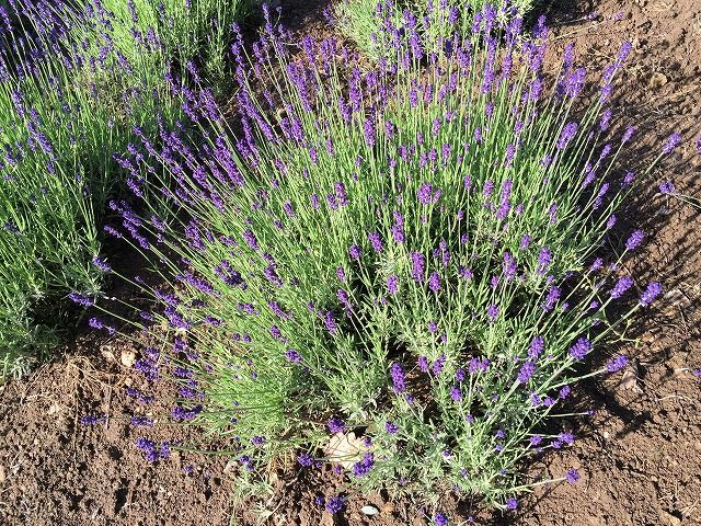 f:id:mistysonata:20181228182224j:plain