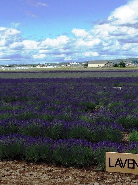 f:id:mistysonata:20181228183443j:plain