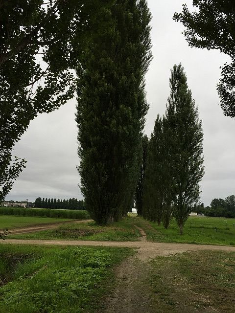 f:id:mistysonata:20181228184853j:plain