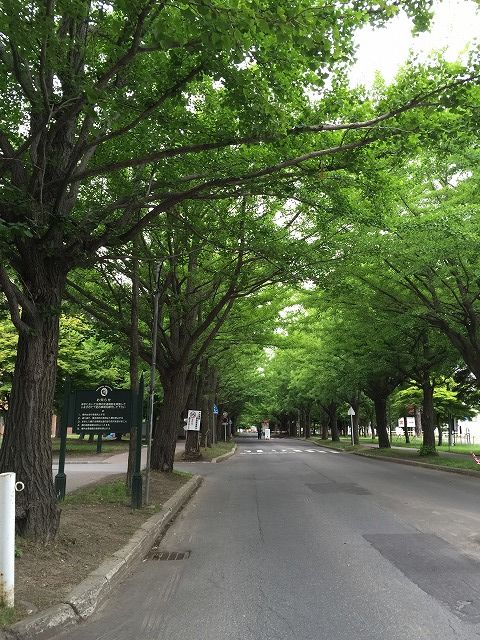 イチョウ並木の画像