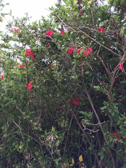 f:id:mistysonata:20181229124623j:plain