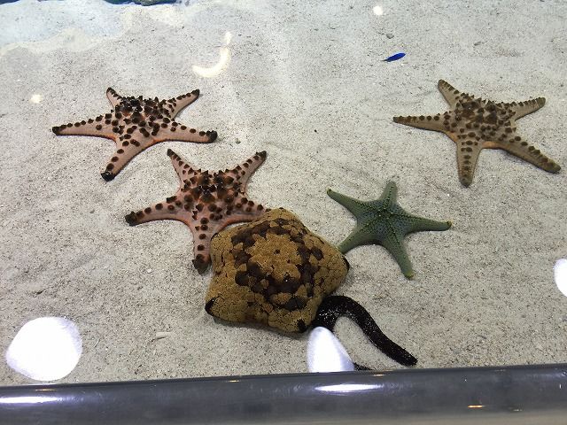 f:id:mistysonata:20181229124900j:plain