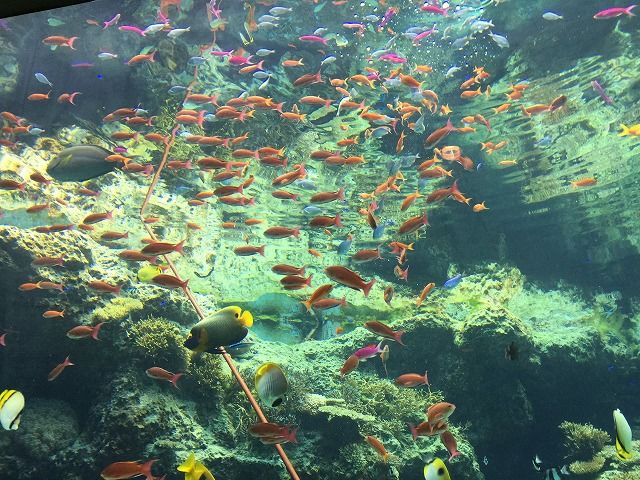 f:id:mistysonata:20181229124911j:plain