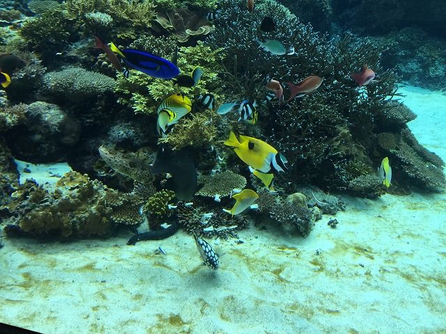 f:id:mistysonata:20181229124920j:plain