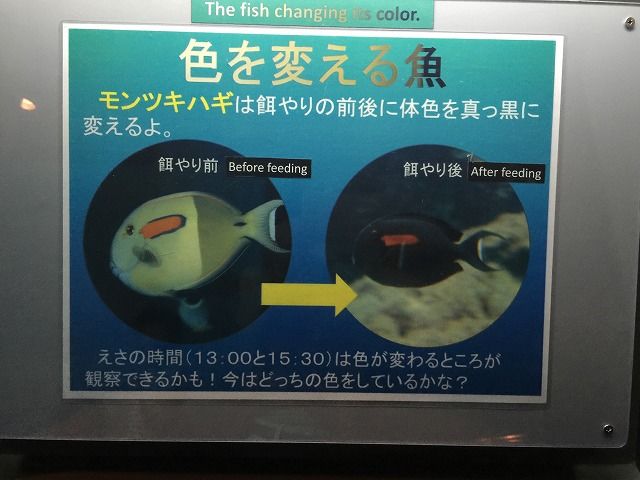 f:id:mistysonata:20181229124929j:plain