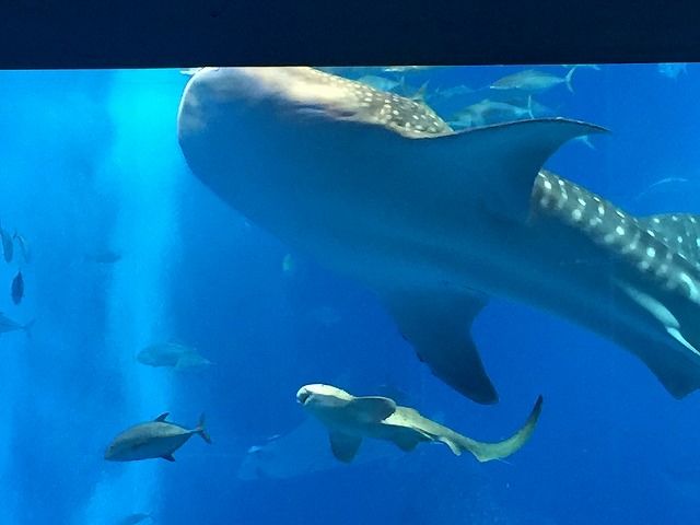 f:id:mistysonata:20181229124938j:plain