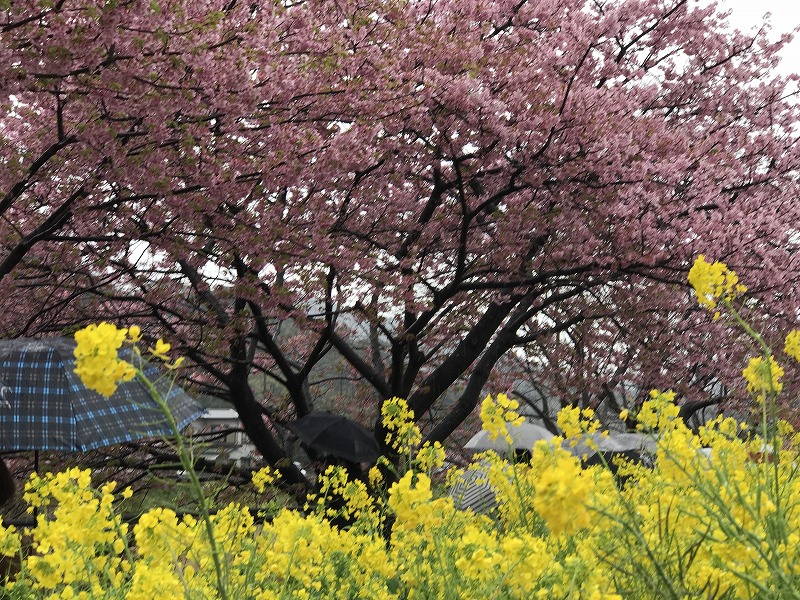 f:id:mistysonata:20190305203001j:plain f:id:mistysonata:20190305203001j:plain