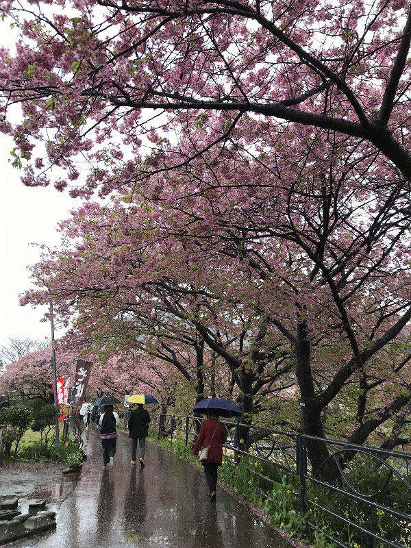 f:id:mistysonata:20190305203535j:plain f:id:mistysonata:20190305203535j:plain