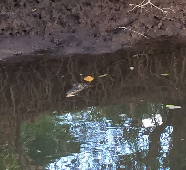 f:id:mistysonata:20190311054654j:plain