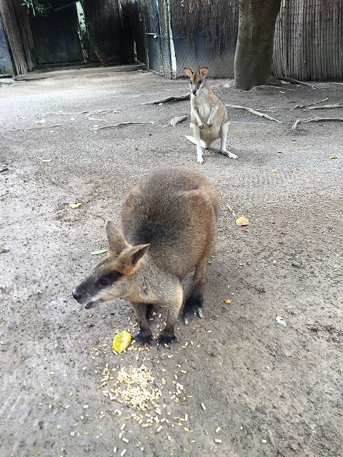 f:id:mistysonata:20190314055103j:plain f:id:mistysonata:20190314055103j:plain