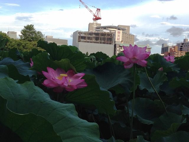 f:id:mistysonata:20190402054120j:plain f:id:mistysonata:20190402054120j:plain