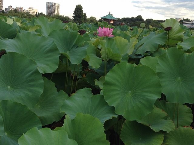 f:id:mistysonata:20190402054140j:plain f:id:mistysonata:20190402054140j:plain