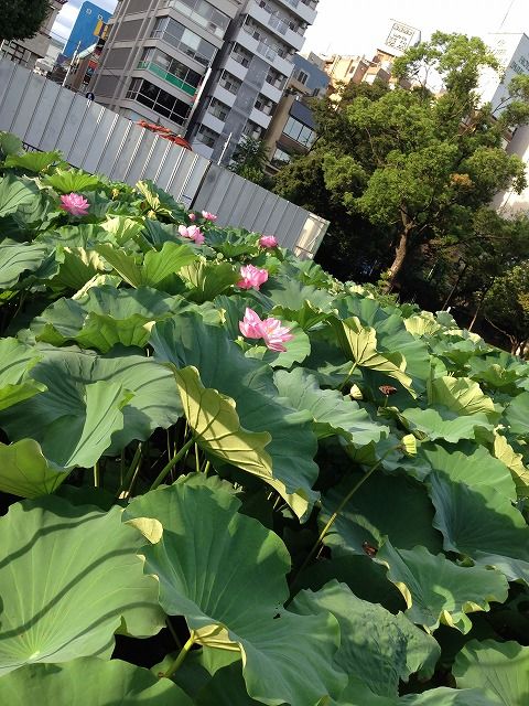 f:id:mistysonata:20190402054203j:plain f:id:mistysonata:20190402054203j:plain