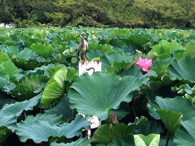 f:id:mistysonata:20190402054214j:plain f:id:mistysonata:20190402054214j:plain