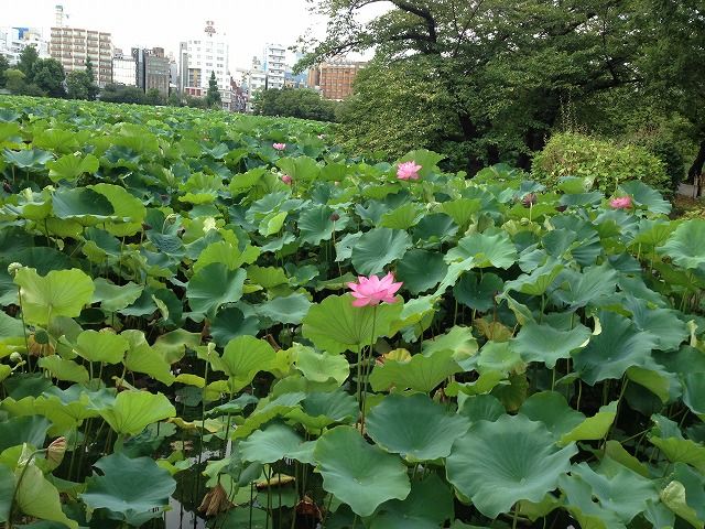 f:id:mistysonata:20190402054224j:plain f:id:mistysonata:20190402054224j:plain