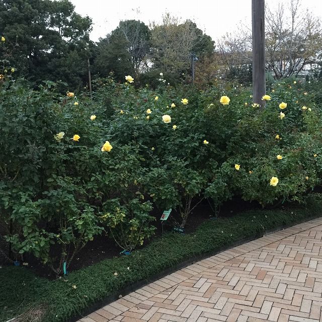 f:id:mistysonata:20190425054322j:plain f:id:mistysonata:20190425054322j:plain