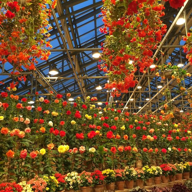 f:id:mistysonata:20190425054331j:plain f:id:mistysonata:20190425054331j:plain