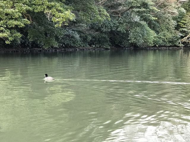 f:id:mistysonata:20190427191628j:plain