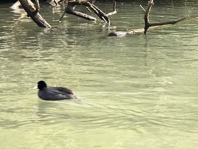 f:id:mistysonata:20190427191653j:plain