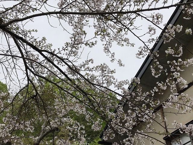 f:id:mistysonata:20190428170219j:plain