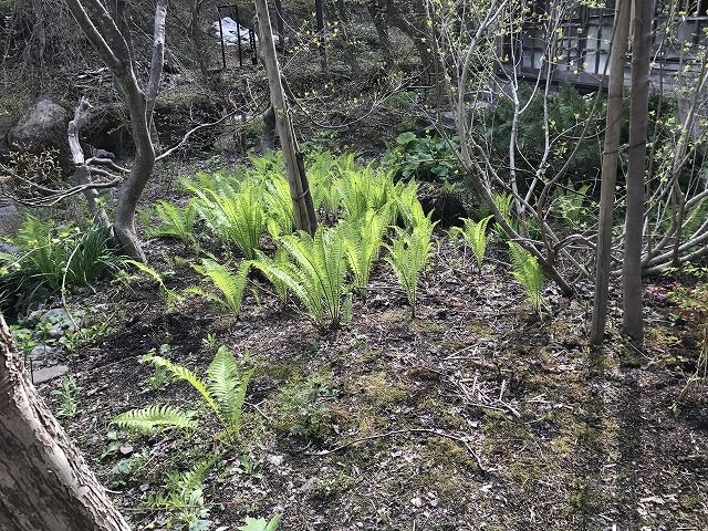 f:id:mistysonata:20190428170242j:plain