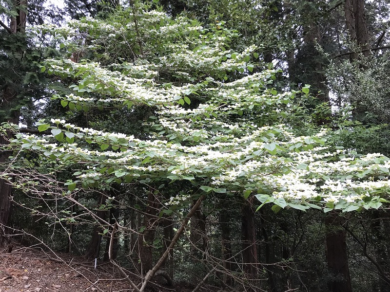 f:id:mistysonata:20190430075711j:plain f:id:mistysonata:20190430075711j:plain