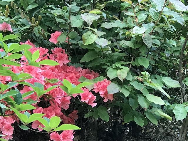 f:id:mistysonata:20190430081024j:plain