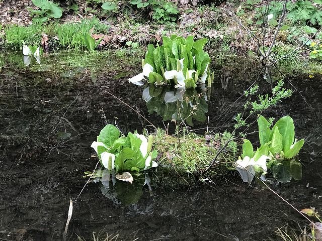 f:id:mistysonata:20200524192426j:plain f:id:mistysonata:20200524192426j:plain