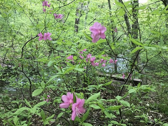 f:id:mistysonata:20200525071548j:plain