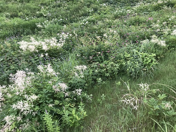 f:id:mistysonata:20200719080320j:plain