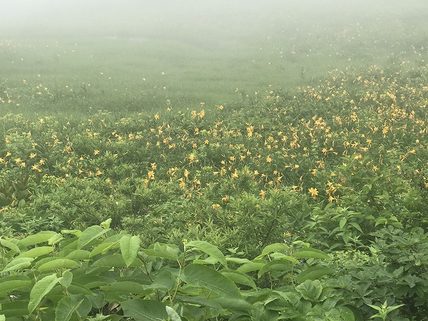 f:id:mistysonata:20200719080410j:plain