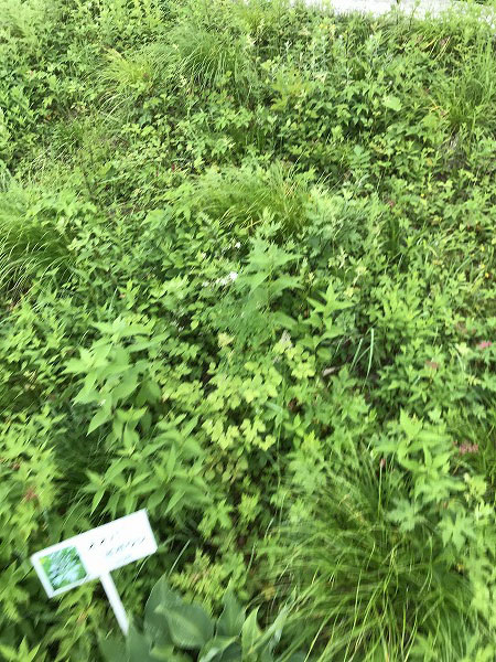 f:id:mistysonata:20200719082244j:plain