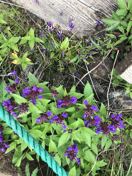 f:id:mistysonata:20200719083559j:plain