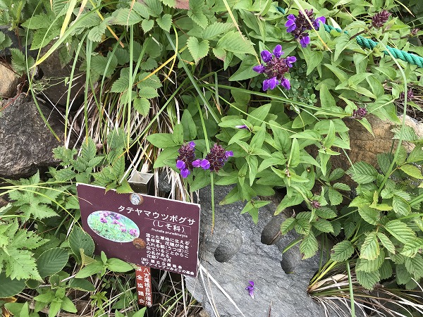 f:id:mistysonata:20200719083627j:plain