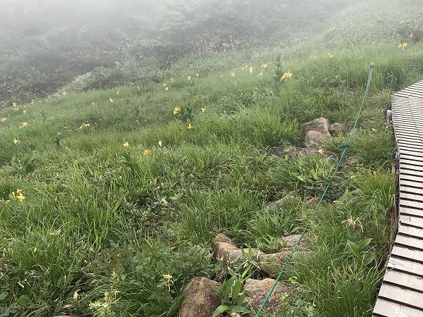 f:id:mistysonata:20200719083741j:plain