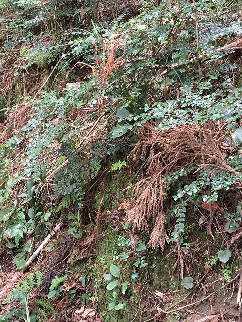 f:id:mistysonata:20201011181644j:plain