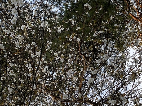 f:id:mistysonata:20210502070857j:plain