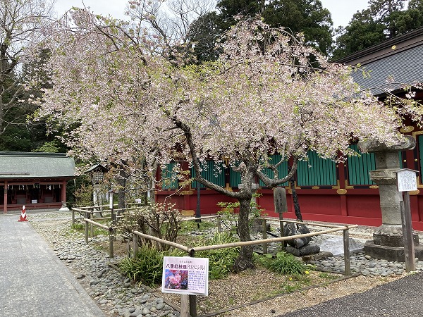 f:id:mistysonata:20210504072522j:plain