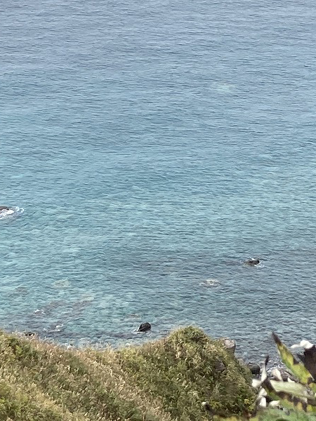 f:id:mistysonata:20211007054138j:plain