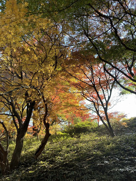 f:id:mistysonata:20211222072343j:plain