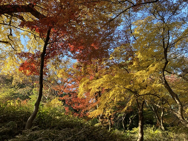 f:id:mistysonata:20211222072418j:plain