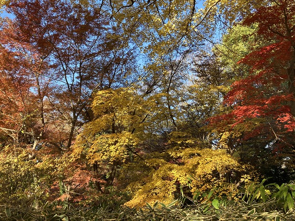 f:id:mistysonata:20211222072508j:plain