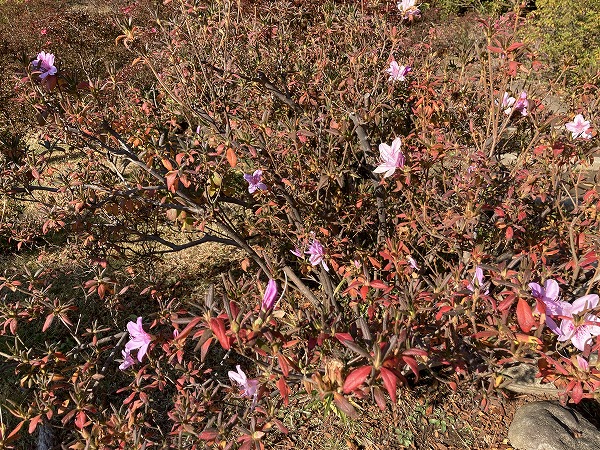 f:id:mistysonata:20211222072606j:plain