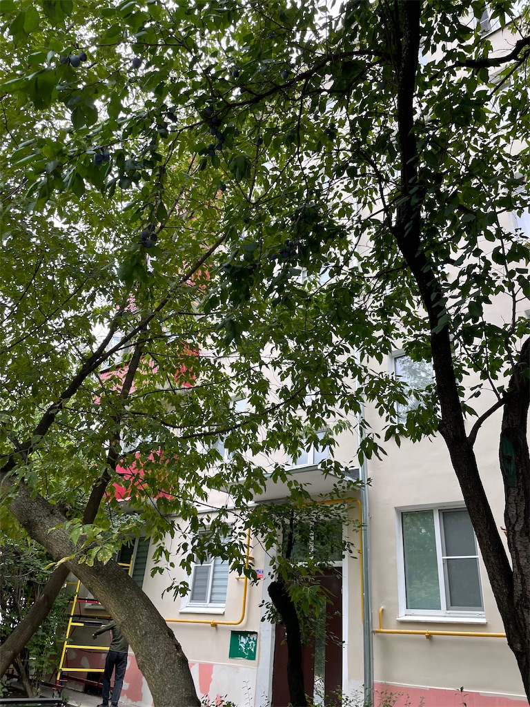 f:id:mit0maru:20210914033617j:image f:id:mit0maru:20210914033617j:image