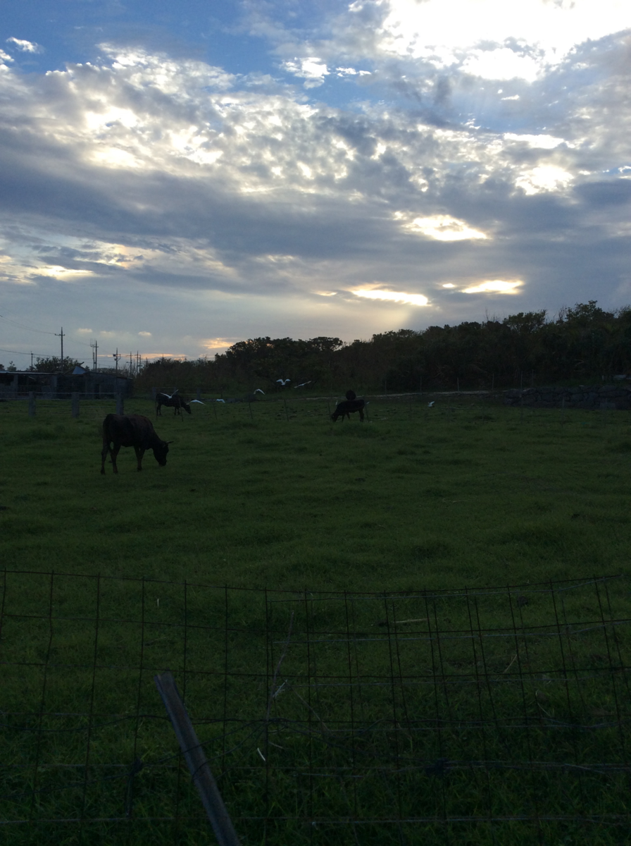 f:id:mitchel-uehara:20210531101450p:plain