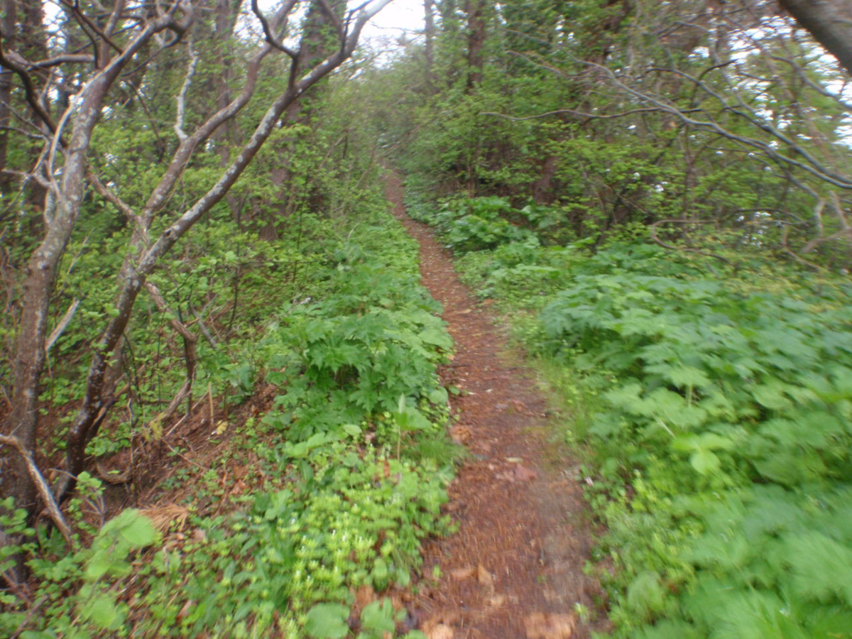 f:id:mitchel-uehara:20210602190401p:plain