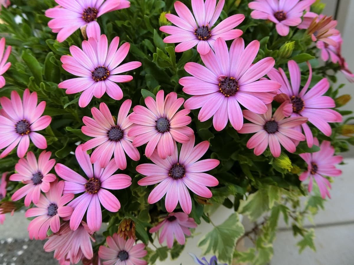 オステオスペルマムとは 動植物の人気 最新記事を集めました はてな